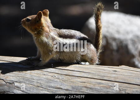 A Golden-Mantled Ground Squirrel on a log by Dog Lake in Tuolomne, Yosemite National Park, CA. Stock Photo