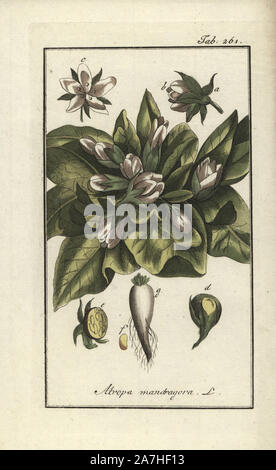 17 Ilustrações de Mandrake Flower - Getty Images