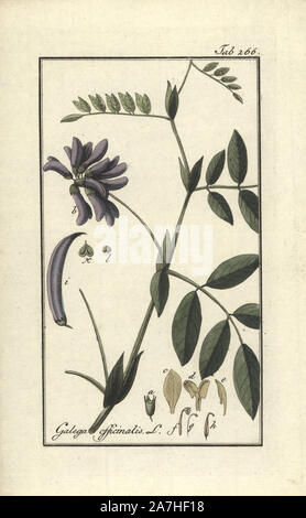 Goat's rue or French lilac, Galega officinalis. Handcoloured copperplate botanical engraving from Johannes Zorn's 'Afbeelding der Artseny-Gewassen,' Jan Christiaan Sepp, Amsterdam, 1796. Zorn first published his illustrated medical botany in Nurnberg in 1780 with 500 plates, and a Dutch edition followed in 1796 published by J.C. Sepp with an additional 100 plates. Zorn (1739-1799) was a German pharmacist and botanist who collected medical plants from all over Europe for his 'Icones plantarum medicinalium' for apothecaries and doctors. Stock Photo