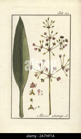 Common water-plantain, Alisma plantago-aquatica. Handcoloured copperplate botanical engraving from Johannes Zorn's 'Afbeelding der Artseny-Gewassen,' Jan Christiaan Sepp, Amsterdam, 1796. Zorn first published his illustrated medical botany in Nurnberg in 1780 with 500 plates, and a Dutch edition followed in 1796 published by J.C. Sepp with an additional 100 plates. Zorn (1739-1799) was a German pharmacist and botanist who collected medical plants from all over Europe for his 'Icones plantarum medicinalium' for apothecaries and doctors. Stock Photo