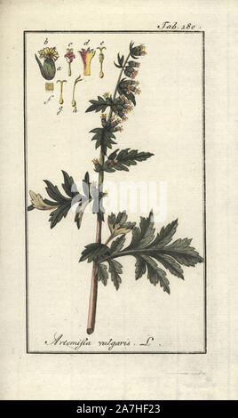 Mugwort, Artemisia vulgaris. Handcoloured copperplate botanical engraving from Johannes Zorn's 'Afbeelding der Artseny-Gewassen,' Jan Christiaan Sepp, Amsterdam, 1796. Zorn first published his illustrated medical botany in Nurnberg in 1780 with 500 plates, and a Dutch edition followed in 1796 published by J.C. Sepp with an additional 100 plates. Zorn (1739-1799) was a German pharmacist and botanist who collected medical plants from all over Europe for his 'Icones plantarum medicinalium' for apothecaries and doctors. Stock Photo