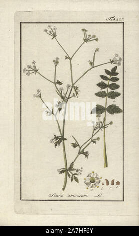 Stone parsley, Sison amomum. Handcoloured copperplate botanical engraving from Johannes Zorn's 'Afbeelding der Artseny-Gewassen,' Jan Christiaan Sepp, Amsterdam, 1796. Zorn first published his illustrated medical botany in Nurnberg in 1780 with 500 plates, and a Dutch edition followed in 1796 published by J.C. Sepp with an additional 100 plates. Zorn (1739-1799) was a German pharmacist and botanist who collected medical plants from all over Europe for his 'Icones plantarum medicinalium' for apothecaries and doctors. Stock Photo