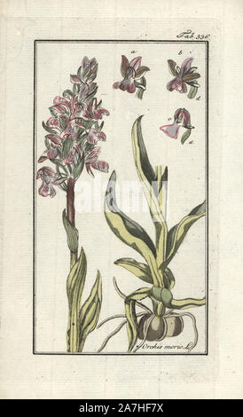 Green-winged orchid, Anacamptis morio. Handcoloured copperplate botanical engraving from Johannes Zorn's 'Afbeelding der Artseny-Gewassen,' Jan Christiaan Sepp, Amsterdam, 1796. Zorn first published his illustrated medical botany in Nurnberg in 1780 with 500 plates, and a Dutch edition followed in 1796 published by J.C. Sepp with an additional 100 plates. Zorn (1739-1799) was a German pharmacist and botanist who collected medical plants from all over Europe for his 'Icones plantarum medicinalium' for apothecaries and doctors. Stock Photo