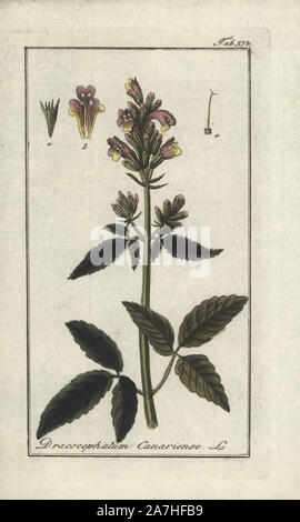 Canary balm of Gilead, Cedronella canariensis. Handcoloured copperplate botanical engraving from Johannes Zorn's 'Afbeelding der Artseny-Gewassen,' Jan Christiaan Sepp, Amsterdam, 1796. Zorn first published his illustrated medical botany in Nurnberg in 1780 with 500 plates, and a Dutch edition followed in 1796 published by J.C. Sepp with an additional 100 plates. Zorn (1739-1799) was a German pharmacist and botanist who collected medical plants from all over Europe for his 'Icones plantarum medicinalium' for apothecaries and doctors. Stock Photo