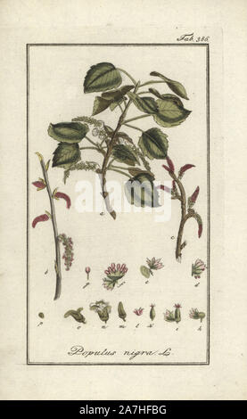 Black poplar tree, Populus nigra. Handcoloured copperplate botanical engraving from Johannes Zorn's 'Afbeelding der Artseny-Gewassen,' Jan Christiaan Sepp, Amsterdam, 1796. Zorn first published his illustrated medical botany in Nurnberg in 1780 with 500 plates, and a Dutch edition followed in 1796 published by J.C. Sepp with an additional 100 plates. Zorn (1739-1799) was a German pharmacist and botanist who collected medical plants from all over Europe for his 'Icones plantarum medicinalium' for apothecaries and doctors. Stock Photo