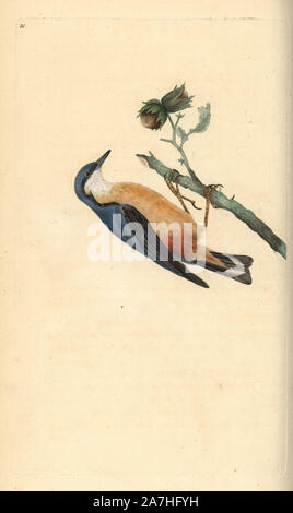 Eurasian nuthatch, Sitta europaea, on a hazelnut tree, Corylus avellana. Handcoloured copperplate drawn and engraved by Edward Donovan from his own 'Natural History of British Birds,' London, 1794-1819. Edward Donovan (1768-1837) was an Anglo-Irish amateur zoologist, writer, artist and engraver. He wrote and illustrated a series of volumes on birds, fish, shells and insects, opened his own museum of natural history in London, but later he fell on hard times and died penniless. Stock Photo