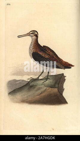 Jack snipe, Lymnocryptes minimus. Handcoloured copperplate drawn and engraved by Edward Donovan from his own 'Natural History of British Birds,' London, 1794-1819. Edward Donovan (1768-1837) was an Anglo-Irish amateur zoologist, writer, artist and engraver. He wrote and illustrated a series of volumes on birds, fish, shells and insects, opened his own museum of natural history in London, but later he fell on hard times and died penniless. Stock Photo