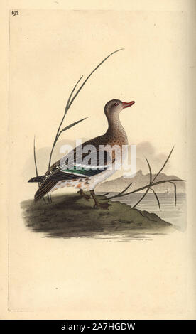 Common teal, Anas crecca, female. Handcoloured copperplate drawn and engraved by Edward Donovan from his own 'Natural History of British Birds,' London, 1794-1819. Edward Donovan (1768-1837) was an Anglo-Irish amateur zoologist, writer, artist and engraver. He wrote and illustrated a series of volumes on birds, fish, shells and insects, opened his own museum of natural history in London, but later he fell on hard times and died penniless. Stock Photo