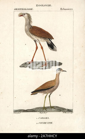 Red-legged seriema, Cariama cristata, and cream-coloured courser, Cursorius cursor. Handcoloured copperplate stipple engraving by Madame Massard after Jean Gabriel Pretre from Dumont de Sainte-Croix's 'Dictionary of Natural Science: Ornithology,' Paris, France, 1816-1830. Illustration by J. G. Pretre, engraved by Madame Massard, directed by Pierre Jean-Francois Turpin, and published by F.G. Levrault. Jean Gabriel Pretre (17801845) was painter of natural history at Empress Josephine's zoo and later became artist to the Museum of Natural History. Turpin (1775-1840) is considered one of the grea Stock Photo