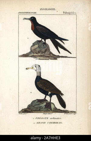 Ascension frigatebird, Fregata aquila (vulnerable), and great cormorant, Phalacrocorax carbo. Handcoloured copperplate stipple engraving from Dumont de Sainte-Croix's 'Dictionary of Natural Science: Ornithology,' Paris, France, 1816-1830. Illustration by J. G. Pretre, engraved by Madame Massard, directed by Pierre Jean-Francois Turpin, and published by F.G. Levrault. Jean Gabriel Pretre (17801845) was painter of natural history at Empress Josephine's zoo and later became artist to the Museum of Natural History. Turpin (1775-1840) is considered one of the greatest French botanical illustrators Stock Photo