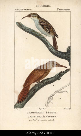Eurasian treecreeper, Certhia familiaris, and Amazonian barred woodcreeper, Dendrocolaptes certhia. Handcoloured copperplate stipple engraving from Dumont de Sainte-Croix's 'Dictionary of Natural Science: Ornithology,' Paris, France, 1816-1830. Illustration by J. G. Pretre, engraved by Boure, directed by Pierre Jean-Francois Turpin, and published by F.G. Levrault. Jean Gabriel Pretre (17801845) was painter of natural history at Empress Josephine's zoo and later became artist to the Museum of Natural History. Turpin (1775-1840) is considered one of the greatest French botanical illustrators of Stock Photo
