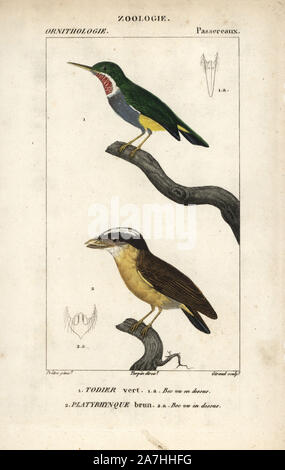 Jamaican tody, Todus todus, and white-crested spadebill, Platyrinchus platyrhynchos. Handcoloured copperplate stipple engraving from Dumont de Sainte-Croix's 'Dictionary of Natural Science: Ornithology,' Paris, France, 1816-1830. Illustration by J. G. Pretre, engraved by David, directed by Pierre Jean-Francois Turpin, and published by F.G. Levrault. Jean Gabriel Pretre (17801845) was painter of natural history at Empress Josephine's zoo and later became artist to the Museum of Natural History. Turpin (1775-1840) is considered one of the greatest French botanical illustrators of the 19th centu Stock Photo