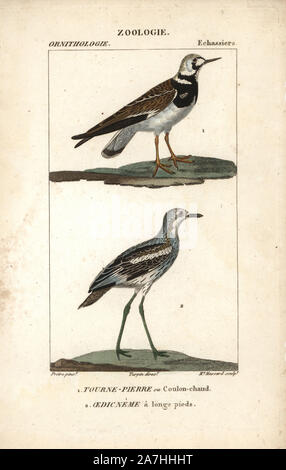 Ruddy turnstone, Arenaria interpres, and stone-curlew, Burhinus oedicnemus. Handcoloured copperplate stipple engraving from Dumont de Sainte-Croix's 'Dictionary of Natural Science: Ornithology,' Paris, France, 1816-1830. Illustration by J. G. Pretre, engraved by Madame Massard, directed by Pierre Jean-Francois Turpin, and published by F.G. Levrault. Jean Gabriel Pretre (17801845) was painter of natural history at Empress Josephine's zoo and later became artist to the Museum of Natural History. Turpin (1775-1840) is considered one of the greatest French botanical illustrators of the 19th centu Stock Photo