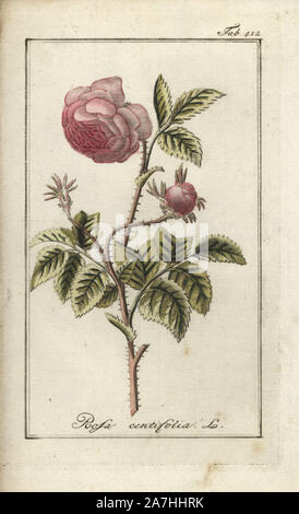 Cabbage rose, Rosa centifolia. Handcoloured copperplate botanical engraving from Johannes Zorn's "Afbeelding der Artseny-Gewassen," Jan Christiaan Sepp, Amsterdam, 1796. Zorn first published his illustrated medical botany in Nurnberg in 1780 with 500 plates, and a Dutch edition followed in 1796 published by J.C. Sepp with an additional 100 plates. Zorn (1739-1799) was a German pharmacist and botanist who collected medical plants from all over Europe for his "Icones plantarum medicinalium" for apothecaries and doctors. Stock Photo