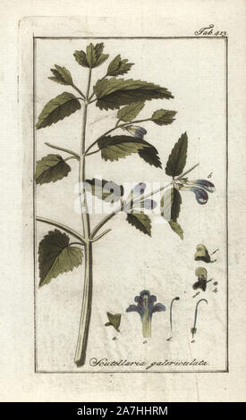 Common skullcap, Scutellaria galericulata. Handcoloured copperplate botanical engraving from Johannes Zorn's 'Afbeelding der Artseny-Gewassen,' Jan Christiaan Sepp, Amsterdam, 1796. Zorn first published his illustrated medical botany in Nurnberg in 1780 with 500 plates, and a Dutch edition followed in 1796 published by J.C. Sepp with an additional 100 plates. Zorn (1739-1799) was a German pharmacist and botanist who collected medical plants from all over Europe for his 'Icones plantarum medicinalium' for apothecaries and doctors. Stock Photo