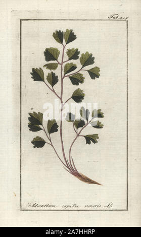 Venus hair fern, Adiantum capillus-veneris. Handcoloured copperplate botanical engraving from Johannes Zorn's 'Afbeelding der Artseny-Gewassen,' Jan Christiaan Sepp, Amsterdam, 1796. Zorn first published his illustrated medical botany in Nurnberg in 1780 with 500 plates, and a Dutch edition followed in 1796 published by J.C. Sepp with an additional 100 plates. Zorn (1739-1799) was a German pharmacist and botanist who collected medical plants from all over Europe for his 'Icones plantarum medicinalium' for apothecaries and doctors. Stock Photo