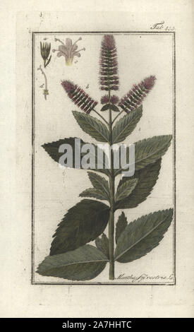 Horse mint, Mentha longifolia. Handcoloured copperplate botanical engraving from Johannes Zorn's 'Afbeelding der Artseny-Gewassen,' Jan Christiaan Sepp, Amsterdam, 1796. Zorn first published his illustrated medical botany in Nurnberg in 1780 with 500 plates, and a Dutch edition followed in 1796 published by J.C. Sepp with an additional 100 plates. Zorn (1739-1799) was a German pharmacist and botanist who collected medical plants from all over Europe for his 'Icones plantarum medicinalium' for apothecaries and doctors. Stock Photo