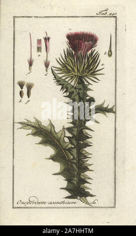 Cotton thistle, Onopordum acanthium. Handcoloured copperplate botanical engraving from Johannes Zorn's 'Afbeelding der Artseny-Gewassen,' Jan Christiaan Sepp, Amsterdam, 1796. Zorn first published his illustrated medical botany in Nurnberg in 1780 with 500 plates, and a Dutch edition followed in 1796 published by J.C. Sepp with an additional 100 plates. Zorn (1739-1799) was a German pharmacist and botanist who collected medical plants from all over Europe for his 'Icones plantarum medicinalium' for apothecaries and doctors. Stock Photo