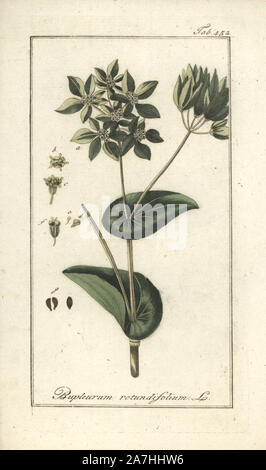 Thorow-wax, Bupleurum rotundifolium. Handcoloured copperplate botanical engraving from Johannes Zorn's 'Afbeelding der Artseny-Gewassen,' Jan Christiaan Sepp, Amsterdam, 1796. Zorn first published his illustrated medical botany in Nurnberg in 1780 with 500 plates, and a Dutch edition followed in 1796 published by J.C. Sepp with an additional 100 plates. Zorn (1739-1799) was a German pharmacist and botanist who collected medical plants from all over Europe for his 'Icones plantarum medicinalium' for apothecaries and doctors. Stock Photo