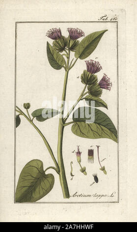 Greater burdock, Arctium lappa. Handcoloured copperplate botanical engraving from Johannes Zorn's 'Afbeelding der Artseny-Gewassen,' Jan Christiaan Sepp, Amsterdam, 1796. Zorn first published his illustrated medical botany in Nurnberg in 1780 with 500 plates, and a Dutch edition followed in 1796 published by J.C. Sepp with an additional 100 plates. Zorn (1739-1799) was a German pharmacist and botanist who collected medical plants from all over Europe for his 'Icones plantarum medicinalium' for apothecaries and doctors. Stock Photo