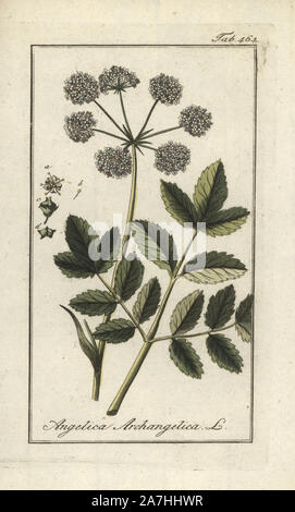 Garden angelica, Angelica archangelica. Handcoloured copperplate botanical engraving from Johannes Zorn's 'Afbeelding der Artseny-Gewassen,' Jan Christiaan Sepp, Amsterdam, 1796. Zorn first published his illustrated medical botany in Nurnberg in 1780 with 500 plates, and a Dutch edition followed in 1796 published by J.C. Sepp with an additional 100 plates. Zorn (1739-1799) was a German pharmacist and botanist who collected medical plants from all over Europe for his 'Icones plantarum medicinalium' for apothecaries and doctors. Stock Photo
