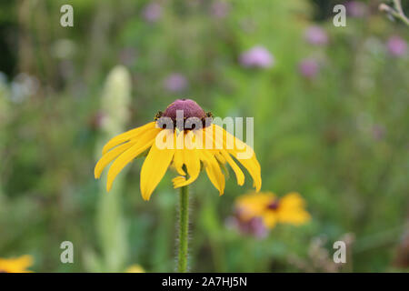 Black-eyed Susan in summer at Plymouth, Vermont Stock Photo