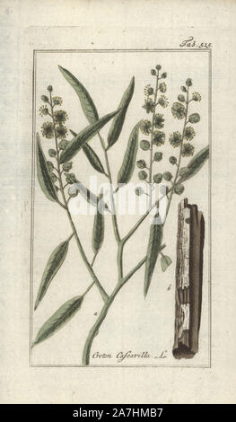 Cascarilla, Croton eluteria. Handcoloured copperplate botanical engraving from Johannes Zorn's 'Afbeelding der Artseny-Gewassen,' Jan Christiaan Sepp, Amsterdam, 1796. Zorn first published his illustrated medical botany in Nurnberg in 1780 with 500 plates, and a Dutch edition followed in 1796 published by J.C. Sepp with an additional 100 plates. Zorn (1739-1799) was a German pharmacist and botanist who collected medical plants from all over Europe for his 'Icones plantarum medicinalium' for apothecaries and doctors. Stock Photo