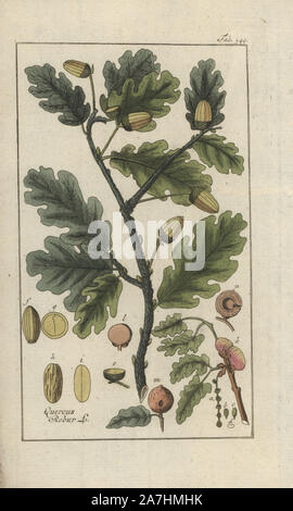 English oak tree, Quercus robur. Handcoloured copperplate botanical engraving from Johannes Zorn's 'Afbeelding der Artseny-Gewassen,' Jan Christiaan Sepp, Amsterdam, 1796. Zorn first published his illustrated medical botany in Nurnberg in 1780 with 500 plates, and a Dutch edition followed in 1796 published by J.C. Sepp with an additional 100 plates. Zorn (1739-1799) was a German pharmacist and botanist who collected medical plants from all over Europe for his 'Icones plantarum medicinalium' for apothecaries and doctors. Stock Photo