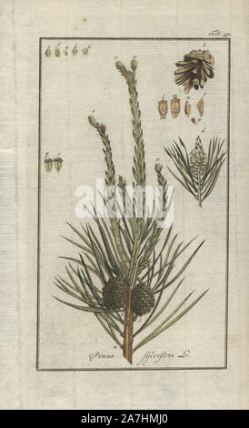 Scots pine, Pinus sylvestris. Handcoloured copperplate botanical engraving from Johannes Zorn's 'Afbeelding der Artseny-Gewassen,' Jan Christiaan Sepp, Amsterdam, 1796. Zorn first published his illustrated medical botany in Nurnberg in 1780 with 500 plates, and a Dutch edition followed in 1796 published by J.C. Sepp with an additional 100 plates. Zorn (1739-1799) was a German pharmacist and botanist who collected medical plants from all over Europe for his 'Icones plantarum medicinalium' for apothecaries and doctors. Stock Photo