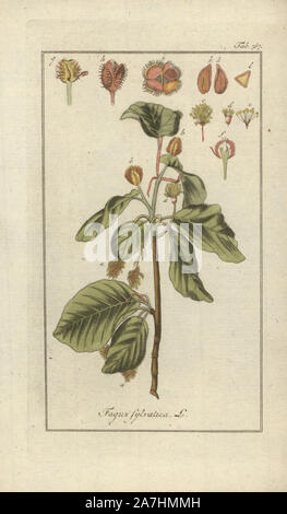 European beech tree, Fagus sylvatica. Handcoloured copperplate botanical engraving from Johannes Zorn's 'Afbeelding der Artseny-Gewassen,' Jan Christiaan Sepp, Amsterdam, 1796. Zorn first published his illustrated medical botany in Nurnberg in 1780 with 500 plates, and a Dutch edition followed in 1796 published by J.C. Sepp with an additional 100 plates. Zorn (1739-1799) was a German pharmacist and botanist who collected medical plants from all over Europe for his 'Icones plantarum medicinalium' for apothecaries and doctors. Stock Photo