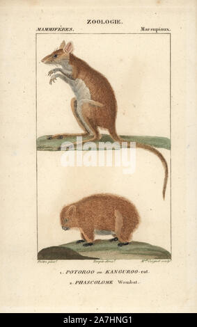 Longfooted Potoroo, Potorous longipes, endangered species Stock Photo