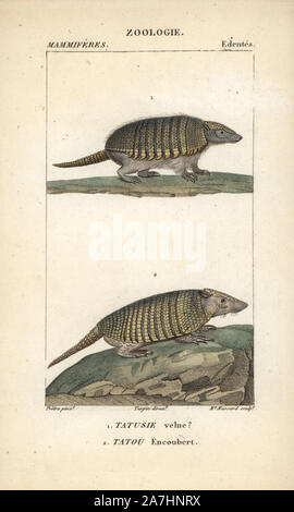 Big hairy armadillo, Chaetophractus villosus, and six-banded armadillo, Euphractus sexcinctus. Handcoloured copperplate stipple engraving from Frederic Cuvier's 'Dictionary of Natural Science: Mammals,' Paris, France, 1816. Illustration by J. G. Pretre, engraved by Madame Massard, directed by Pierre Jean-Francois Turpin, and published by F.G. Levrault. Jean Gabriel Pretre (17801845) was painter of natural history at Empress Josephine's zoo and later became artist to the Museum of Natural History. Turpin (1775-1840) is considered one of the greatest French botanical illustrators of the 19th ce Stock Photo