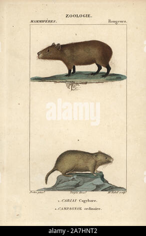 Prints of Digital illustration of Capybara (Hydrochoerus