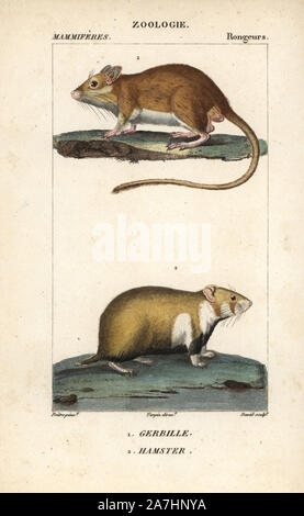 Gerbil, Gerbillus species, and European hamster, Cricetus cricetus. Handcoloured copperplate stipple engraving from Frederic Cuvier's 'Dictionary of Natural Science: Mammals,' Paris, France, 1816. Illustration by J. G. Pretre, engraved by David, directed by Pierre Jean-Francois Turpin, and published by F.G. Levrault. Jean Gabriel Pretre (17801845) was painter of natural history at Empress Josephine's zoo and later became artist to the Museum of Natural History. Turpin (1775-1840) is considered one of the greatest French botanical illustrators of the 19th century. Stock Photo