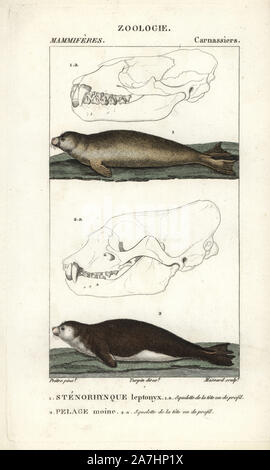Leopard seal, Hydrurga leptonyx, and Mediterranean monk seal, Monachus monachus (critically endangered). Handcoloured copperplate stipple engraving from Frederic Cuvier's 'Dictionary of Natural Science: Mammals,' Paris, France, 1816. Illustration by J. G. Pretre, engraved by Massard, directed by Pierre Jean-Francois Turpin, and published by F.G. Levrault. Jean Gabriel Pretre (17801845) was painter of natural history at Empress Josephine's zoo and later became artist to the Museum of Natural History. Turpin (1775-1840) is considered one of the greatest French botanical illustrators of the 19th Stock Photo
