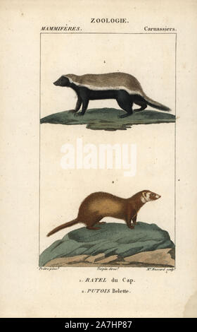 Download Least weasel, Mustela nivalis, illustration from book dated 1904 Stock Photo - Alamy