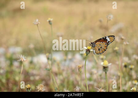 A Plain Tiger butterfly (Danaus chrysippus) perched on a tiny flower in the end of dry season. Surakarta, Indonesia.