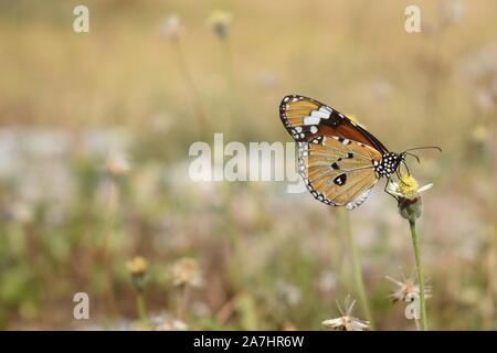 A Plain Tiger butterfly (Danaus chrysippus) perched on a tiny flower in the end of dry season. Surakarta, Indonesia.