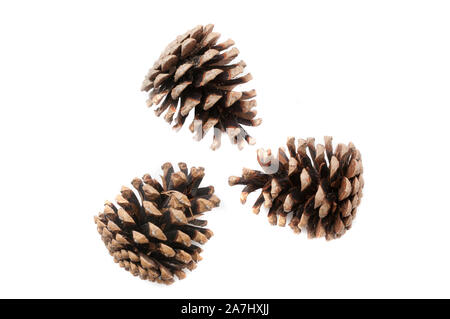 Christmas pine cones on white background Stock Photo