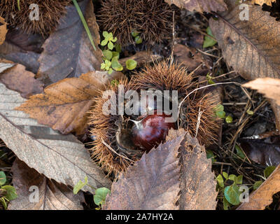 big chestnuts with a shiny skin still enclosed in the hedgehog between the leaves Stock Photo