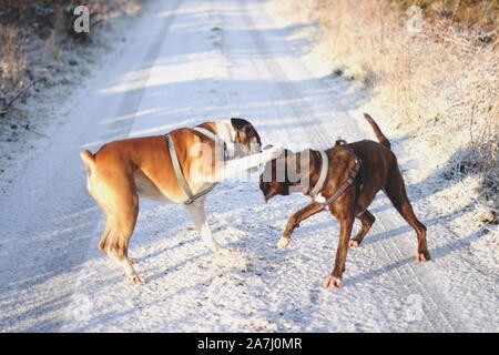 close up of two happy boxer dogs playing in the snow Stock Photo