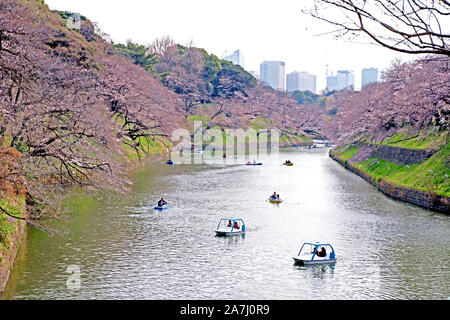The Japan public park with pink sakura tree, river, blossom flowers in springtime