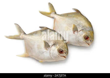 Pair of fresh raw golden pomfret fishes or Rays bream fish isolated on white background Stock Photo