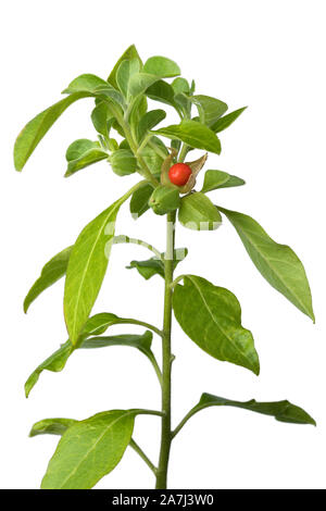 Green Ashwagandha plant with red berry on white background Stock Photo