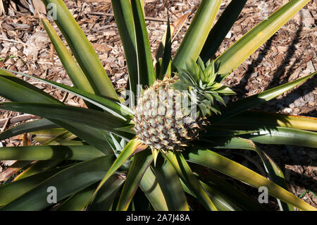 Sydney Australia, pineapple plant with ripening fruit Stock Photo