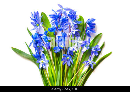 snowdrops bouquet isolated on a white background Stock Photo