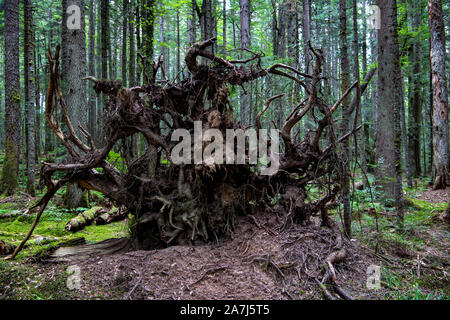 Mitrovac na Tara, forest root, nice view to a big, old root of a tree covered with moss, liana and tiny bugs, a pile of loose ground Stock Photo