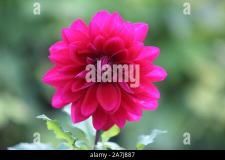 a purple dahlia, plant of the Asteraceae family and native to Mexico Stock Photo