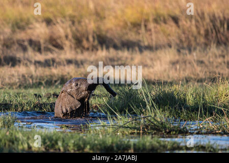 Baby elephant playing in river in Moremi NP (Khwai), Botswana Stock Photo