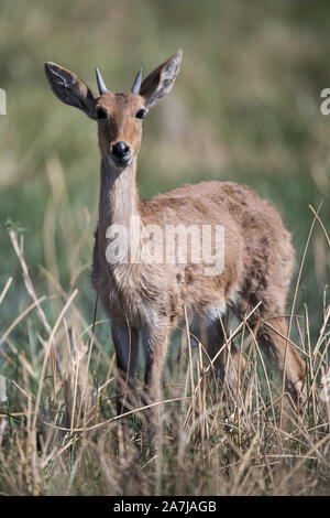 Young reedbuck male in reeds in Moremi NP (Khwai), Botswana Stock Photo